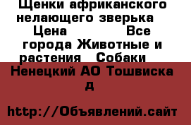 Щенки африканского нелающего зверька  › Цена ­ 35 000 - Все города Животные и растения » Собаки   . Ненецкий АО,Тошвиска д.